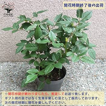 和バラニ苗 レイニーブルー]バラ鉢苗/つるバラ｜バラと庭あそび京阪園芸公式